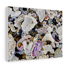 Load image into Gallery viewer, Sugar Beach Sea Shells Canvas Gallery Wraps
